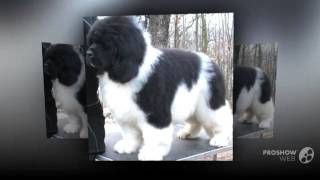 Landseer Dog breed [upl. by Leahey]