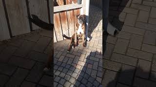 Boris the boxer enjoys the sun in Bruchterveld [upl. by Aicissej]