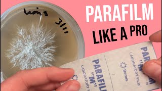 Mycology 101 How to use parafilm with Petri dishes [upl. by Akeihsal]