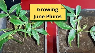 Growing June Plums Spondias Dulcis [upl. by Neenej435]