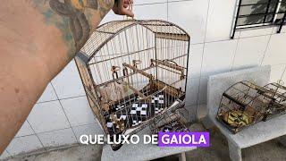 GAIOLAS DE LUXO PARA TRINCA FERRO E COLEIRO PARA TODOS [upl. by Stelu]