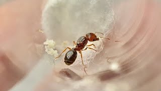 Pheidole pilifera  Colony progression [upl. by Hertberg]