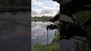 Finn auf Speed beim Fullrun 🫣 shorts carprun carpfishing fishing karpfenangeln [upl. by Early968]