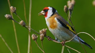 Bird sounds – European goldfinch Carduelis carduelis [upl. by Eimmot340]