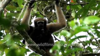 Hoolock Gibbon the only ape species found in India [upl. by Liman686]