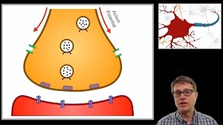 Resting membrane potential  definition examples [upl. by Bourque]