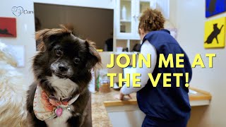 A Day at the Vet Watch These Adorable Dogs CheckUp [upl. by Neeluqcaj]