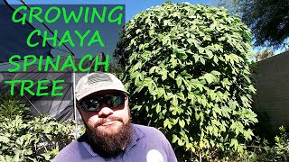 Chaya  Tree Spinach Review and Growing Tips [upl. by Oicram]