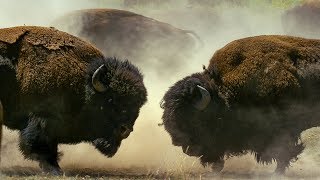 Bison Fight for Mating Rights  BBC Earth [upl. by Nashom]