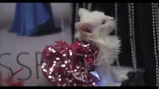 Cute Kittens Fashion Show [upl. by Latrena]