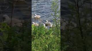 Extremely adorable flock of baby swans cygnets swans cute [upl. by Eselrahc]