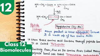 12 Peptide linkage Dipeptide polypeptide alpha Amino acid Proteins Biomolecules class12 [upl. by Ravaj534]