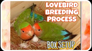 lovebirds breeding aviary l breeding season start l lovebird pairing l African lovebird l pairing [upl. by Eninnaej]