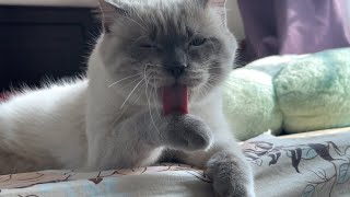 My 10 months old Himalayan is already a GIANT 🧿💕🐈ytcatvideos kittenslovers himalayancat cutecat [upl. by Duer]