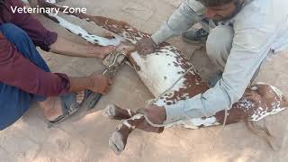 How to Castrate the Buck Goats in Village  Goats Castration [upl. by Artep]