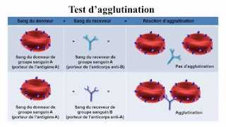 Groupes sanguins [upl. by Socher]