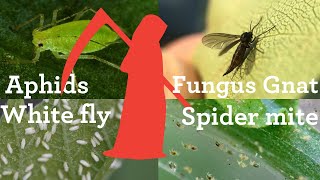 How to kill aphids whitefly spider mite mealy bugs on your system [upl. by Ahsatin]