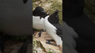 The razorbill ecstatic pose razorbill seabird robertefuller discoverwildlife [upl. by Aicercal]