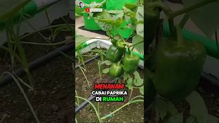 Suprising How to Grow Capsicum at Home Easily✅️🌶 Part 01 🌍 shorts unique [upl. by Tahpos884]