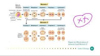 10ኛ ክፍል ባዮሎጂ በአማርኛ Grade 10 Biology Unit 4 Part 4 [upl. by Jedd583]