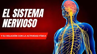 🏋️🧠SISTEMA NERVIOSO en EDUCACIÓN FÍSICA OPTIFUTURA [upl. by Koser]