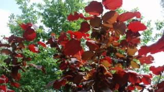 Corylus maxima Red Zellernus Purpleleaved Hazel [upl. by Eirellam]