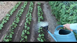 Larrosage au potager  être généreux avec les légumes qui vous le rendront [upl. by Aihsenrad587]