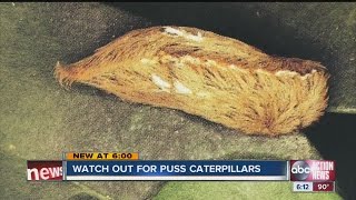 Florida Poison Control warns of puss caterpillar [upl. by Hewie909]