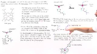 Heme Group of Hemoglobin and Myoglobin [upl. by Sharlene]