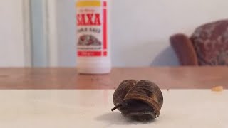 Snail and Salt Experiment Timelapse [upl. by Zolnay]