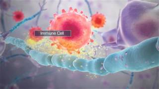 Nerve Cell Destruction in Multiple Sclerosis [upl. by Ahsemak]