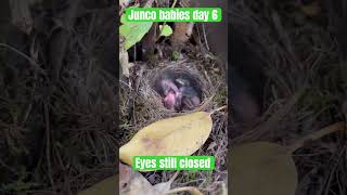 Junco Baby birds day 6 after eggs hatched Eyes still closed wanting food West coast bird watcher [upl. by Meredi]