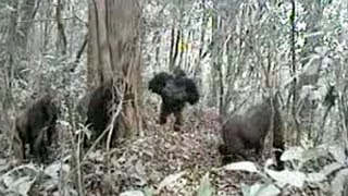 Worlds rarest gorilla makes unexpected noise with chest [upl. by Arakat]