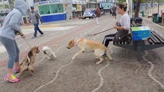 Cão agressivo sem guia ataca outros cães em SC [upl. by Revilo]