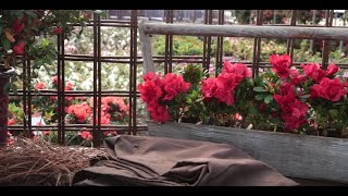 How to Care For Encore Azaleas in Winter [upl. by Eadmund]