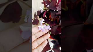 Oxalis Triangularis plant care viralvideo plants shortvideo trending gardening summercare [upl. by Yrral]