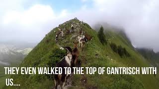 Hiking in Switzerland Gantrisch nature park [upl. by Atinehs650]