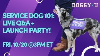 Service Dog 101 Live QampA and Launch Party [upl. by Kiernan20]