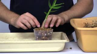 How to Stimulate New Root Growth on Orchids [upl. by Gerda721]