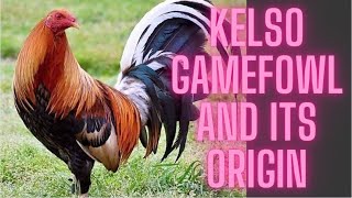 Kelso gamefowl and its origin [upl. by Sean632]