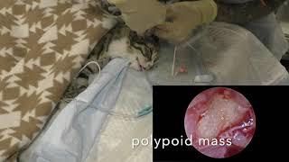 Otoscopy feline otitis media Отоскопияю Средний отит у кошки [upl. by Haraf]