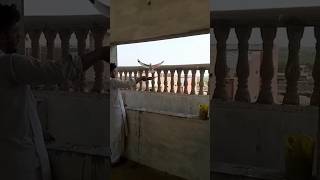 Kya chiri Mar kabotar baz h  Sam bhai pigeon club [upl. by Swane604]