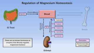 Magnesium Disorders [upl. by Ariadne886]