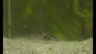 Corydoras similis fry [upl. by Eelitan]