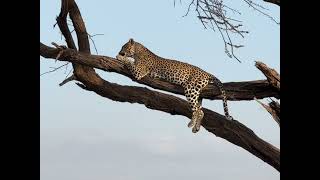 Leopard spotted in Samburu  KENYA 🇰🇪 [upl. by Okramed]