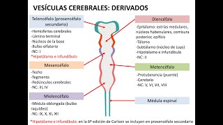 Embriología sistema nervioso 1 neurulación histogénesis y médula espinal [upl. by Batholomew]