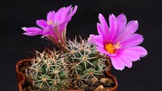 Mammillaria schumannii var globosa flowering [upl. by Vivyanne]