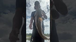 Nice flatheads flathead fishing flatheadfriday [upl. by Demmer]