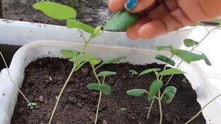 How to Plant Roselle Hibiscus from seeds [upl. by Yerffe]