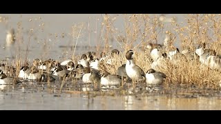 Northern pintail duck  Merced NWR california  Nov 02 2022 [upl. by Nhor]